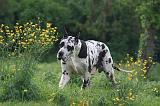 DOGUE ALLEMAND 785